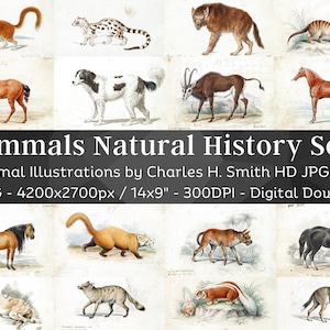 Illustrations d'animaux mammifères 55 Image HD V2 | Fabrication de cartes Clipart Digital Paper Craft | Mangouste Loup Chien Cheval Renard | Ensemble d’art mural zoologie