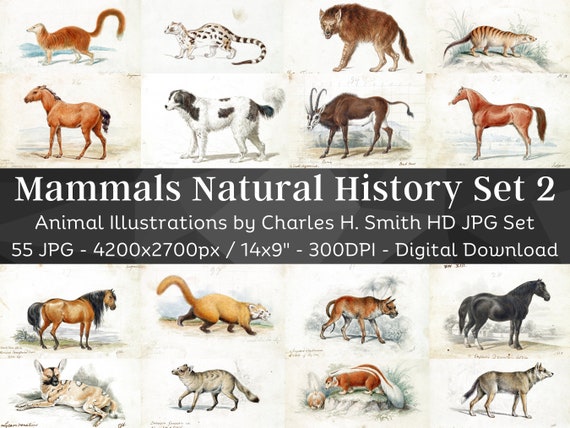 洋書 CLASSIC NATURAL HISTORY PRINTS MAMMALS Natural History Art, Mammals, Audubon, Quadrupeds of North