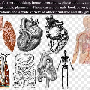 Human Anatomy Clipart Set 37 PNG | Human Body Organ Clip Art | Brain ...