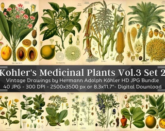 Kohler's Medicinal Plants Volume 3 Set 2 | 40 HQ Vintage Medical Plant Illustrations | Vintage Flowers Botanical Plates | Nature Home Décor