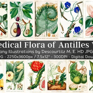 Medical Flora of Antilles 100 Botanical Illustrations V6 | Botany Images Medicinal Plant Wall Art| Vintage Flower Painting| Digital Download