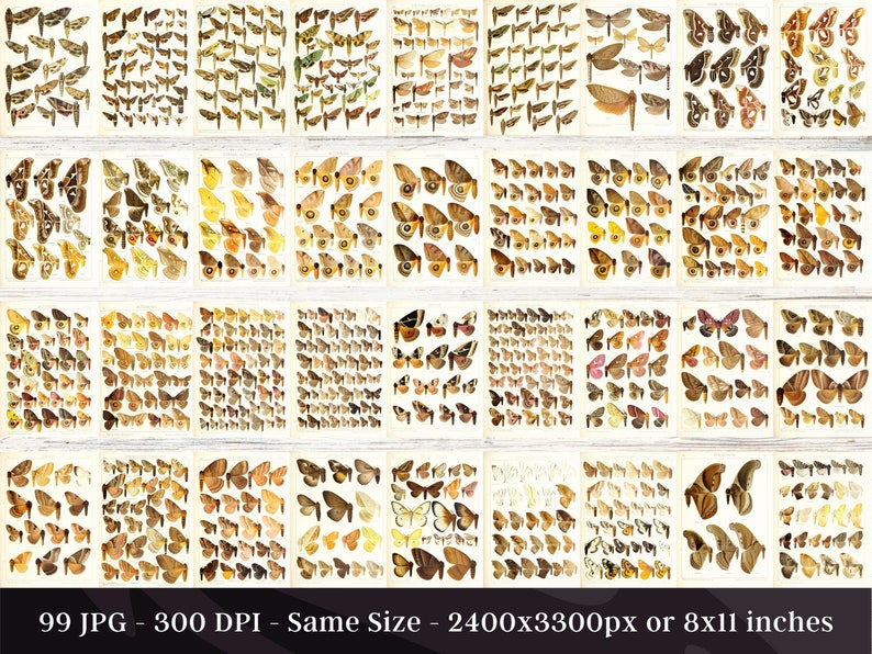 Insect Codex The Largest Butterflies on Earth 99 HD Images V7| Huge Vintage ...