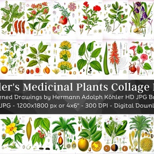 152 Images COLLAGE KIT SET 4"x6" | Whitened Kohler's Medicinal Plants Set 2 | Vintage Flowers Botanical Plates | Nature Wall Art Home Décor