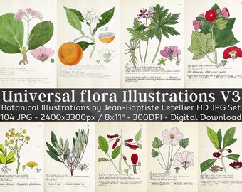 Universal Flora 104 Botanical Illustrations V3 | Botany Plant Images, Nature Wall Art Bundle | HQ Vintage Flower Paintings| Digital Download