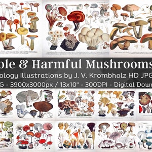 Incríveis Cogumelos Comestíveis, Nocivos e Suspeitos Micologia 37 Ilustrações V2| Os fungos da botânica esponjam a arte da parede do poster | Comunicação de download digital. Usar