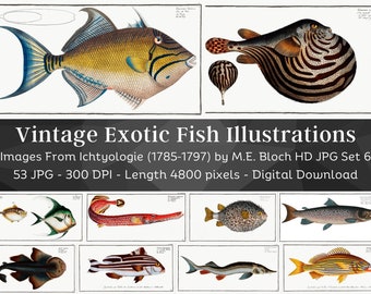 Restored Exotic Fishes from Ichtylogie | 53 HQ Printable Fish Illustrations N6 | Father's Day| Fishing Wall Art Bundle| Fisherman Home Décor