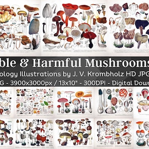 Geweldige eetbare, schadelijke, verdachte paddenstoelen Mycologie 38 illustraties V1| Plantkunde schimmels sponzen poster kunst aan de muur| Digitale downloadcomm. Gebruik