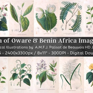 Botanical Plants of Africa Flora of Oware & Benin 59 Illustrations V2 | Stained Yellowed Vintage Herb, Flower Images | Nature Art Home Decor
