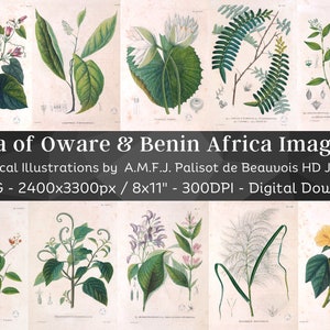 Botanical Plants of Africa Flora of Oware & Benin 59 Illustrations V2 Stained Yellowed Vintage Herb, Flower Images Nature Art Home Decor image 1