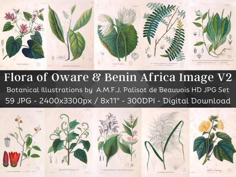 Botanical Plants of Africa Flora of Oware & Benin 59 Illustrations V2 Stained Yellowed Vintage Herb, Flower Images Nature Art Home Decor image 1