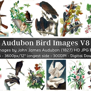 Birds of America J.J Audubon HD Images V8| Card Making, Clip Art, Digital Paper Craft| Warbler Titmouse Sparrow| Ornithology Wall Art Bundle