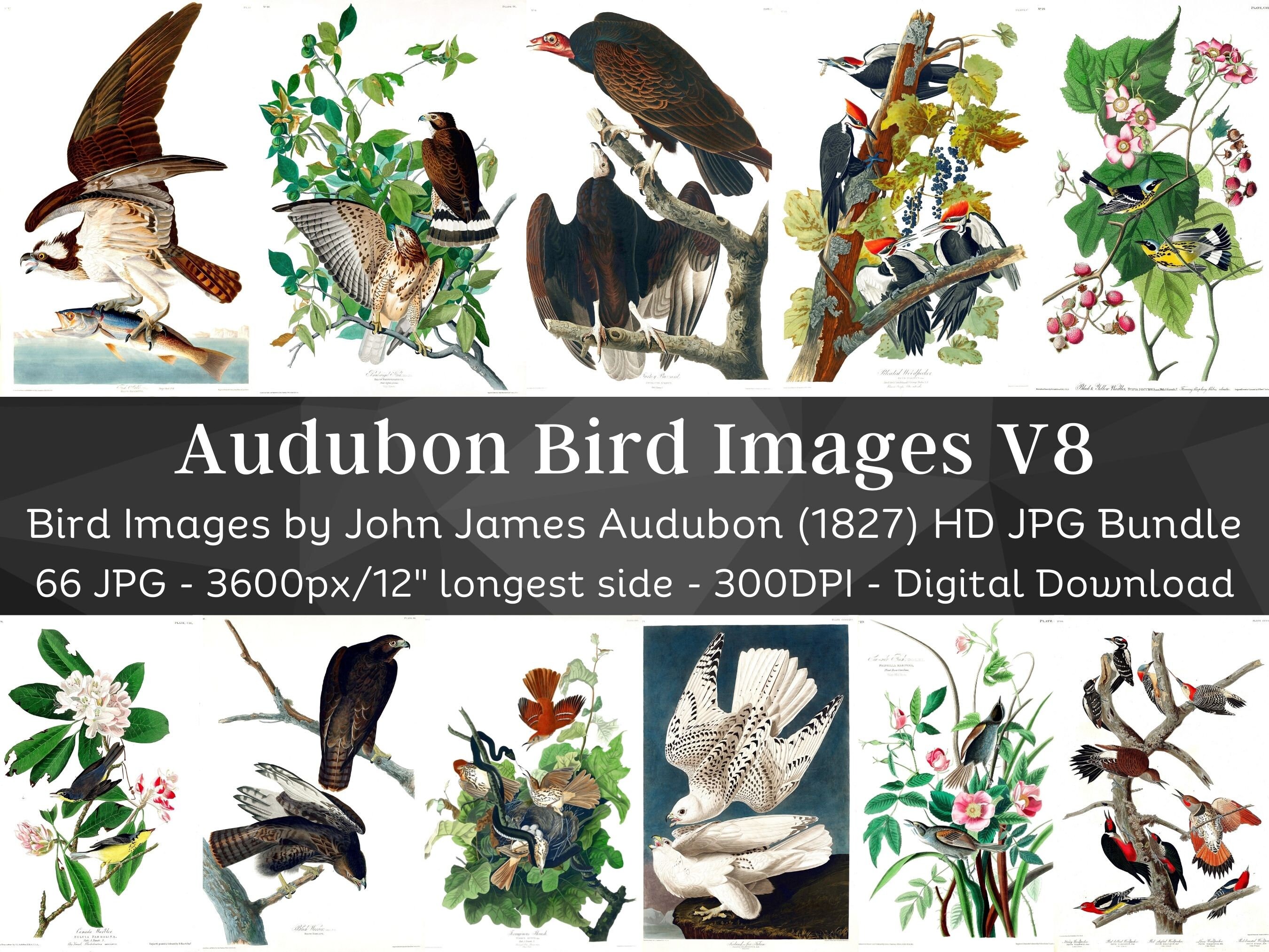 Birds of America J.J Audubon HD Images V8 Card Making, Clip Art