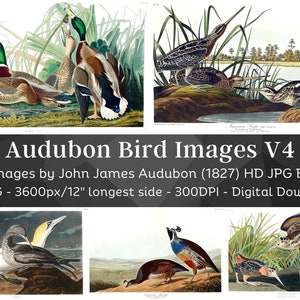 Birds of America J.J. Audubon HD Images V4| Card Making, Clip Art, Digital Paper Craft| Gull Duck Fowl Auk Teal| Ornithology Wall Art Bundle