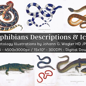 Puede incluir: Un conjunto de 34 imágenes digitales de alta resolución de anfibios, incluyendo serpientes, lagartos y un cocodrilo. Las imágenes son ilustraciones de un libro de Johann G. Wagler, que presenta dibujos detallados de los animales en varias poses. Las imágenes tienen 4500 píxeles de ancho por 3000 píxeles de alto y son de 300 DPI.