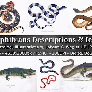 Amphibians Descriptions & Icons 34 HQ Printable Herpetology Illustrations | Serpent Snake Turtle Lizard Toad | Antique Print Wall Art Bundle