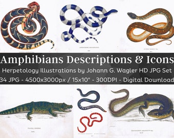 Amphibians Descriptions & Icons 34 HQ Printable Herpetology Illustrations | Serpent Snake Turtle Lizard Toad | Antique Print Wall Art Bundle