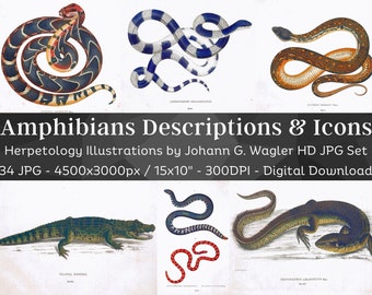 May include: A set of 34 high-resolution digital images of amphibians, including snakes, lizards, and a crocodile. The images are illustrations from a book by Johann G. Wagler, featuring detailed drawings of the animals in various poses. The images are 4500 pixels wide by 3000 pixels tall, and are 300 DPI.