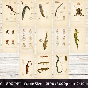 May include: Vintage illustrations of various amphibians and reptiles, including frogs, toads, salamanders, and lizards. The illustrations are in black and white and feature detailed anatomical drawings.