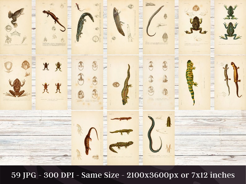 May include: Vintage illustrations of various amphibians and reptiles, including frogs, toads, salamanders, and lizards. The illustrations are in black and white and feature detailed anatomical drawings.