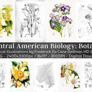 Biología Centroamericana: Botánica 111 Ilustraciones Botánicas B&N / Herbario Plantas Silvestres Exóticas Pintura de Flores Arte mural / Descarga Digital