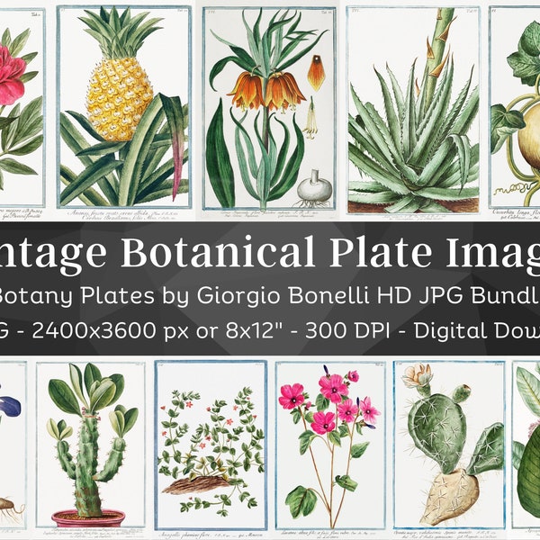 Flower Botanical Illustration Plates | 60 Botany Plant Images, Botanical Wall Art Bundle | HQ Vintage Flowers Paintings | Digital Download