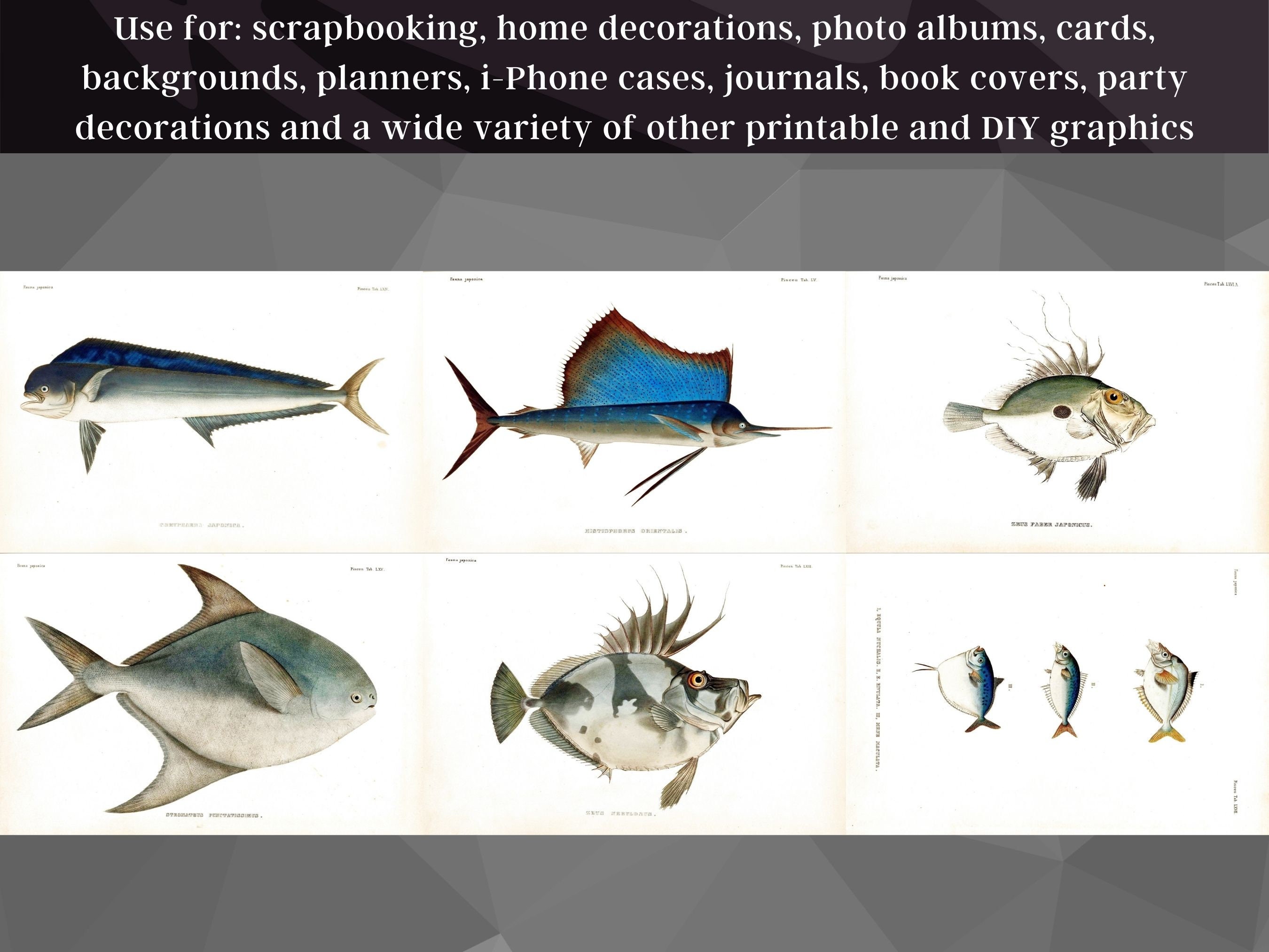 Restored Japanese Fauna V2 Pisces | 81 HQ Printable Fish