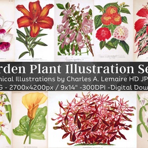 Beautiful Vintage Garden Plant 45 Botanical Ephemera Illustration V9| Horticulture Wall Art Bundle| HQ Old Flower Painting| Digital Download