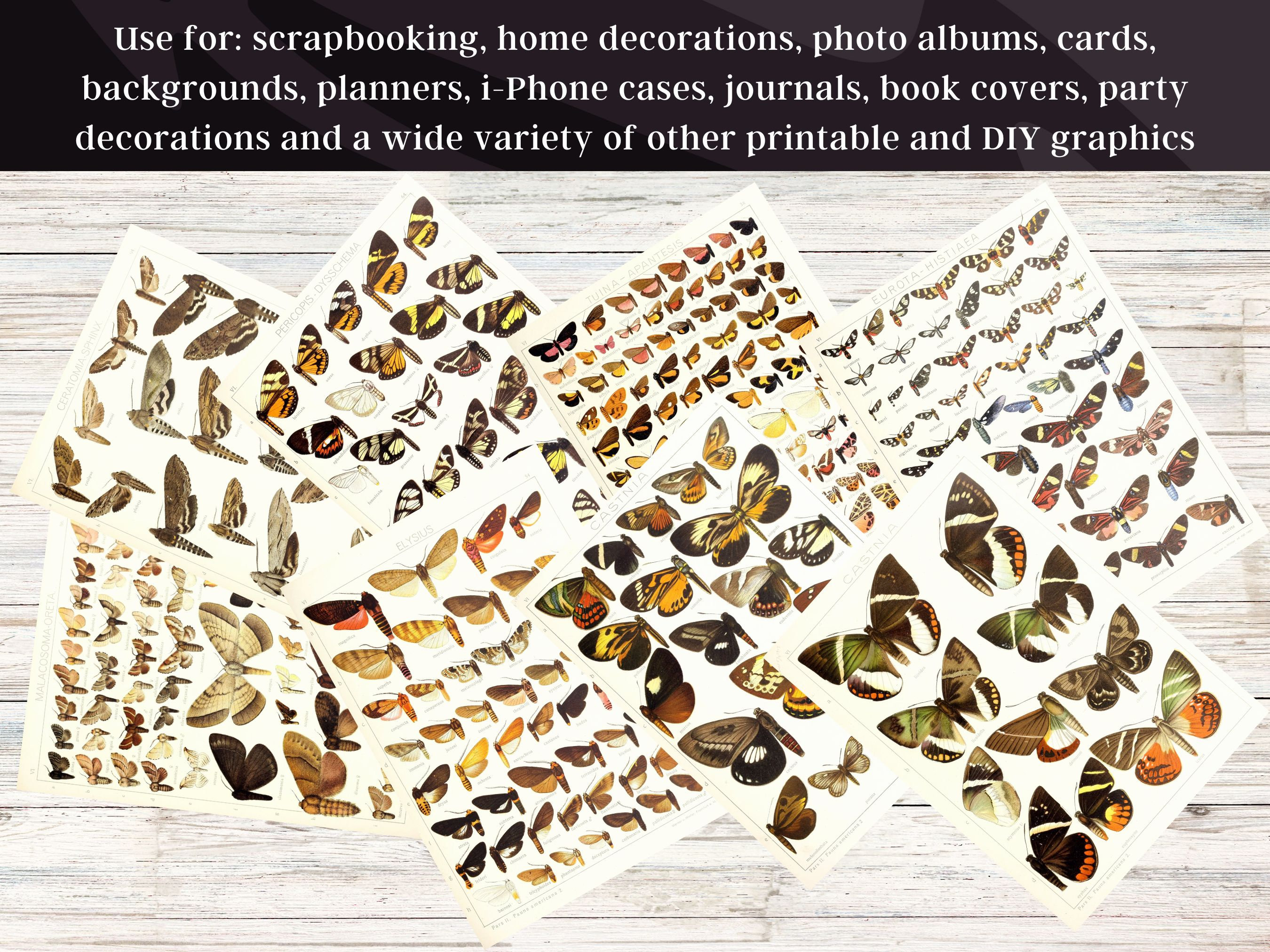 Insect Codex The Largest Butterflies on Earth 99 HD Images V6| Huge Vintage ...