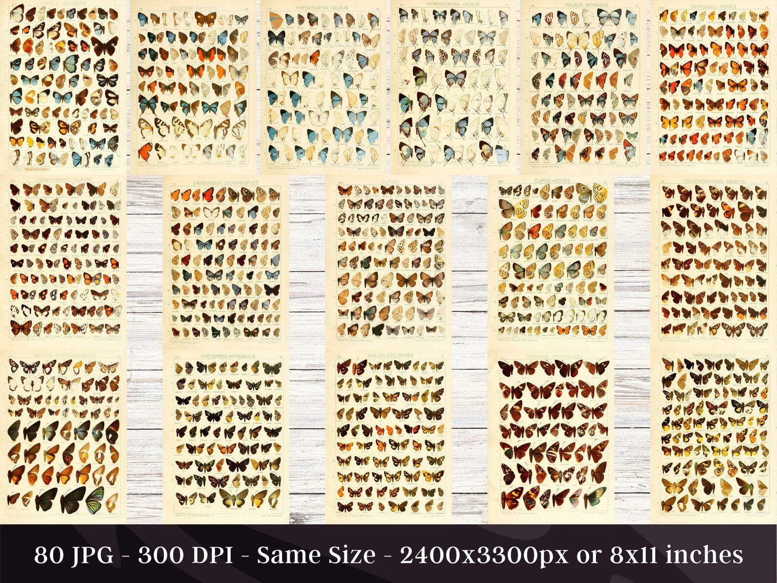 Insect Codex The Largest Butterflies on Earth 80 HD Images V1 | Huge Vintage ...