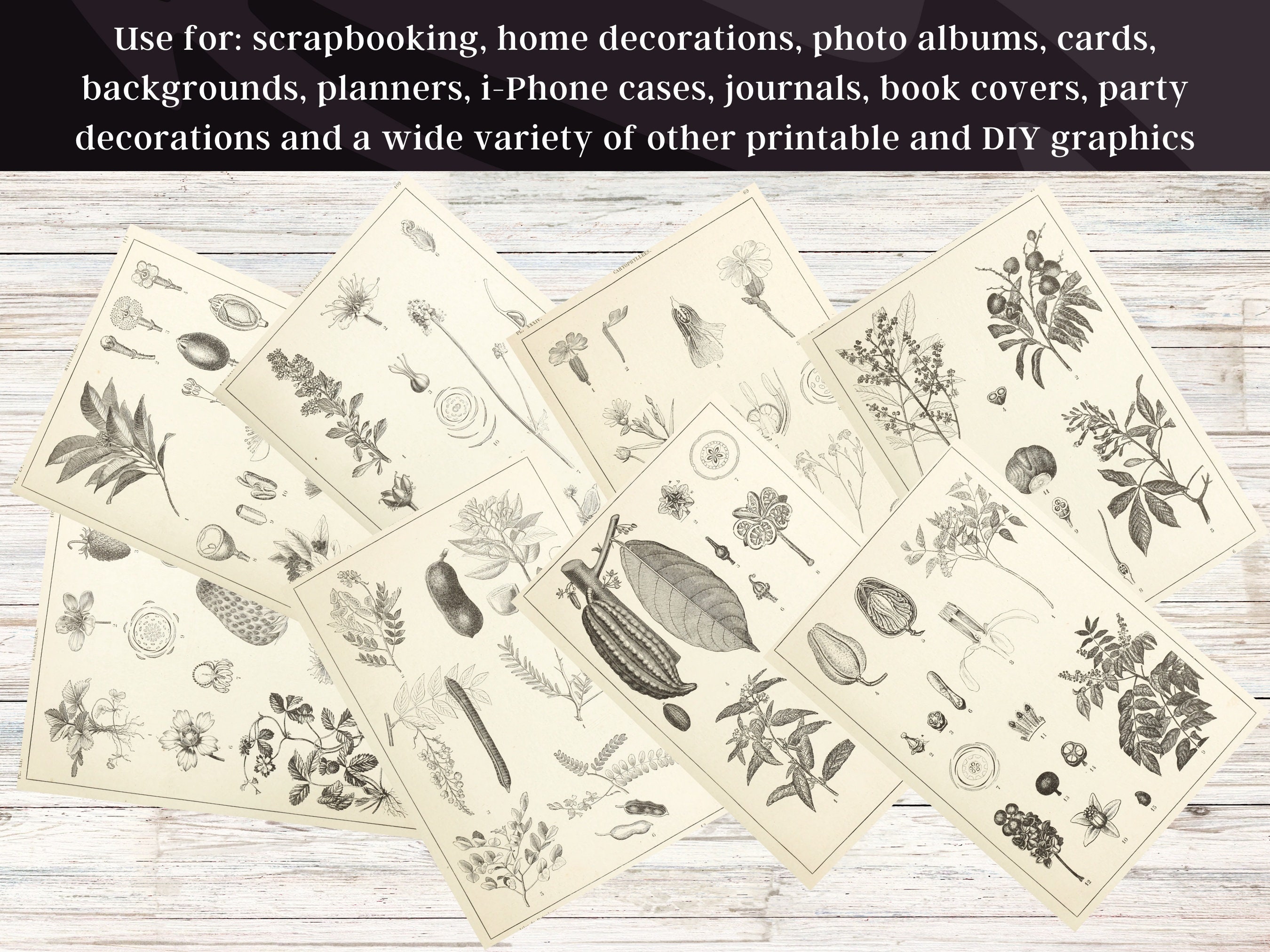 Botanical Manual Atlas 99 Illustration Set 1 | Botany Images