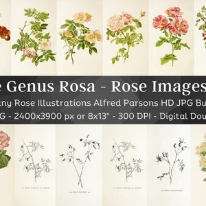 The Genus Rosa 106 Botanical Illustrations V2 | Botany Images Rose Buds Plant Wall Art Bundle | HQ Vintage Flower Painting| Digital Download