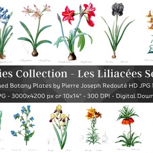 Whitened Les Liliacees P. J. Redoute Set 1 / 70 HQ Vintage Lilies Illustrations / Flowers Botanical Plates / Nature Décor Printable Art Bundle