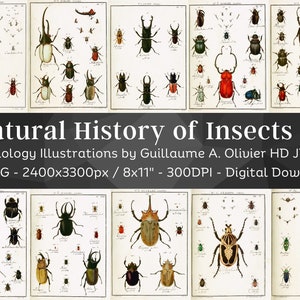 Puede incluir: Un conjunto de 121 ilustraciones vintage de insectos, que presentan dibujos detallados de escarabajos, mariposas y otros insectos. Las ilustraciones están en un estilo clásico con un fondo blanco y contornos negros. Las ilustraciones están etiquetadas con los nombres científicos de los insectos.