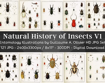 Entomology or Natural History of Insects 121 HD Images V1 | Bug, Beetle, Coleopteran Old Book Drawings | Bugology Printable Wall Art Bundle