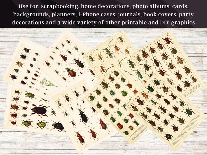 Beetle Books of Entomology 48 HD Images Bug Longhorned Beetle Ladybug Drawings Clipart Card Digital Paper Craft Bugology Wall Art Bundle image 9