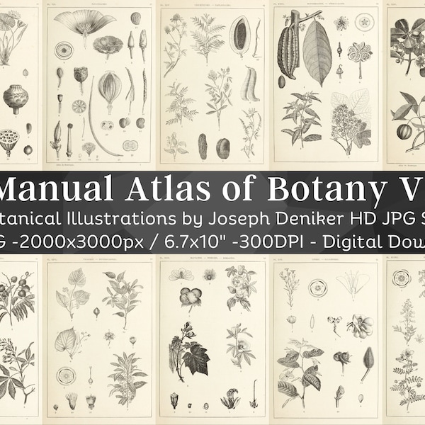 Botanical Manual Atlas 99 Illustration Set 1 | Botany Images Medicinal Herbs Wall Art Bundle | HQ Old Book Flower Drawings| Digital Download