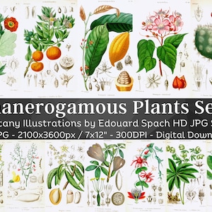 Plantas Fanerógamas 76 Pacote de Ilustração Botânica V1 | Arte da parede da pintura da flor da planta selvagem medicinal do herbário da botânica | Download digital