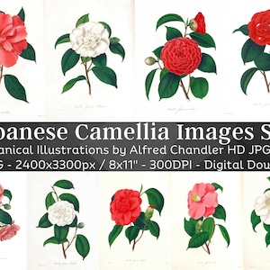 Camellia Japonica cultivada en jardines de Gran Bretaña 40 pinturas florales vintage HQ / Paquete de arte de pared de jardín botánico / Descarga digital