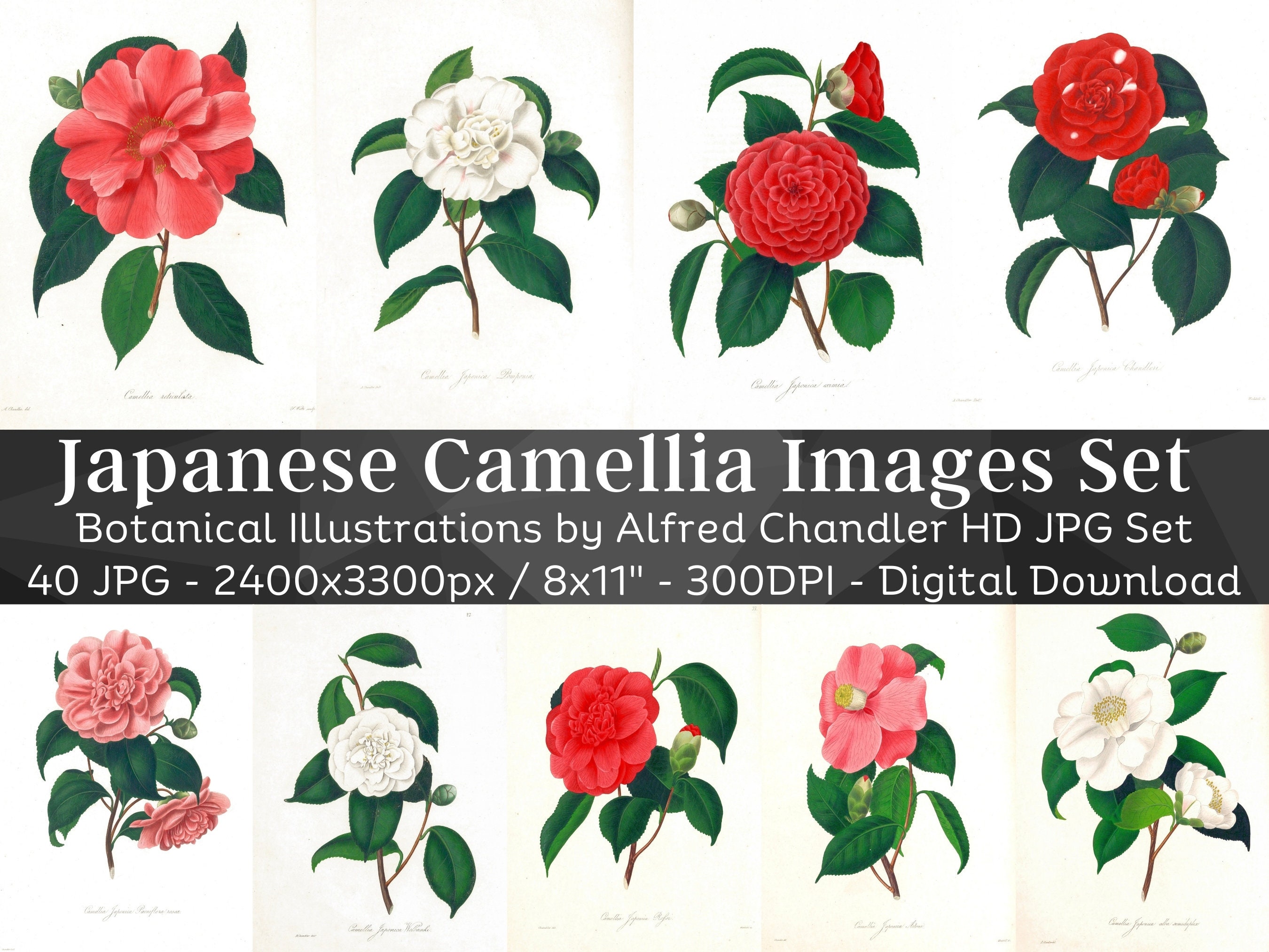 Camellia Japonica Cultivated in Gardens of Great Britain 40 HQ Vintage Floral Paintings | Botany Garden Wall Art Bundle | Digital Download