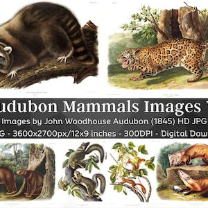May include: A collection of 50 high-resolution digital images of mammals from John Woodhouse Audubon's 1845 book. The images are 3600x2700 pixels and are suitable for printing at 12x9 inches. The images include a raccoon, a jaguar, a black bear, a squirrel, and a weasel.