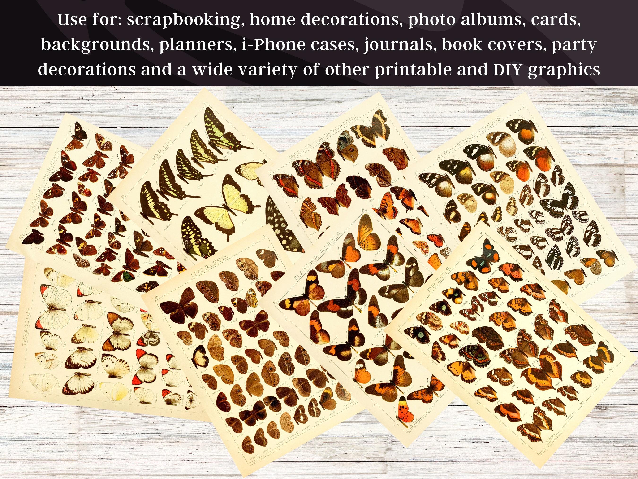 Insect Codex The Largest Butterflies on Earth 80 HD Images V1 | Huge Vintage ...