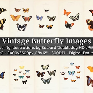 Vintage Butterfly Entomology Art 85 HD Images | Lepidoptera Butterflies Drawings| Clipart Card Digital Paper Craft| Bugology Wall Art Bundle