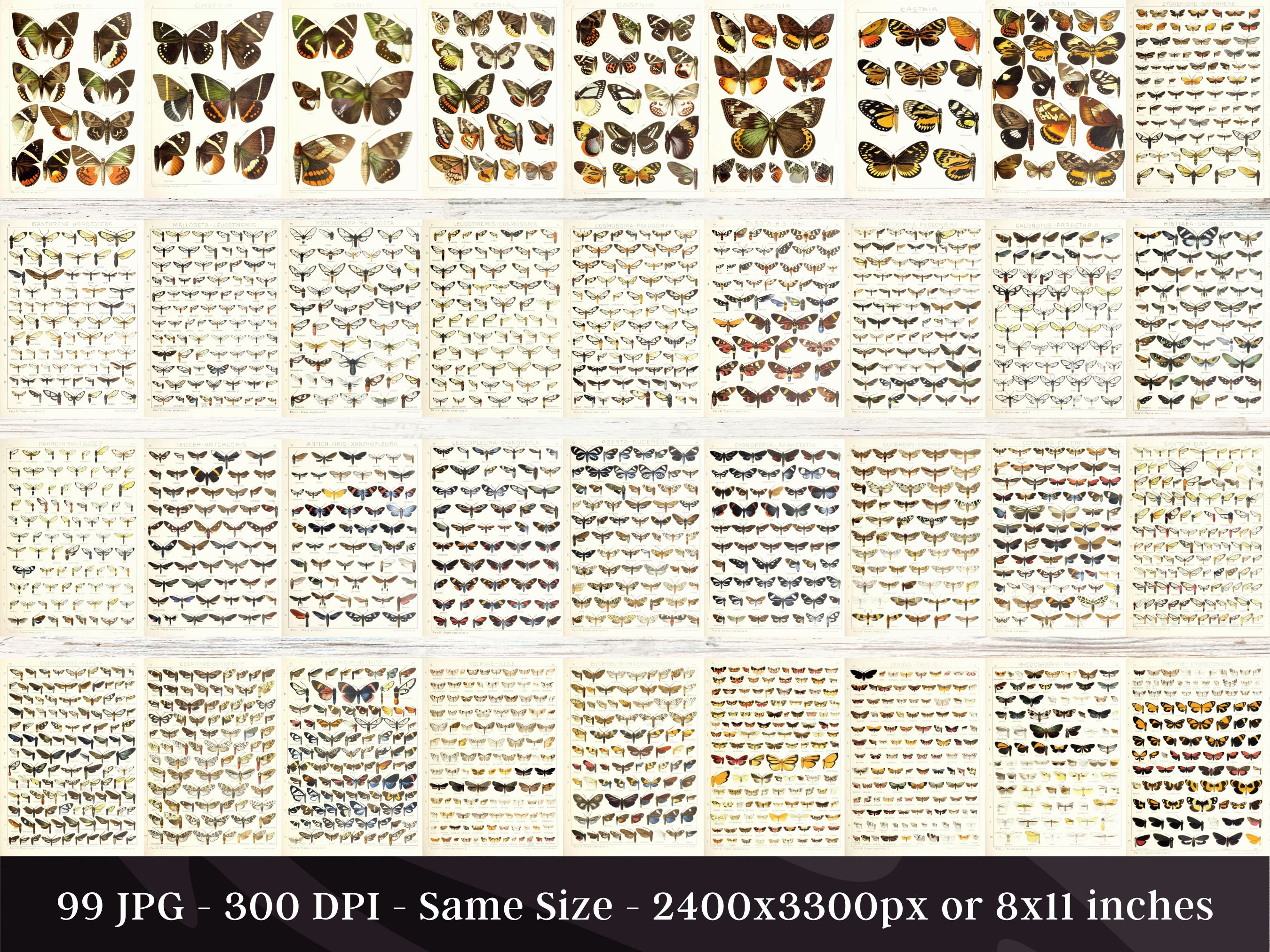 Insect Codex The Largest Butterflies on Earth 99 HD Images V6| Huge Vintage ...