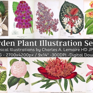 Beautiful Vintage Garden Plant 45 Botanical Ephemera Illustration V10| Horticulture Wall Art Bundle HQ Old Flower Painting| Digital Download