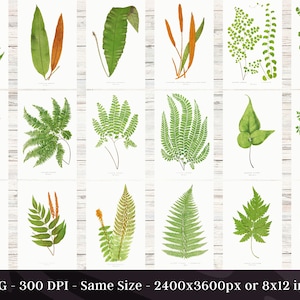 British & Exotic Fern 64 Botanical Illustrations Forest Fern Printable Wall Art Bundle HQ Modern Watercolor Painting Digital Download image 2