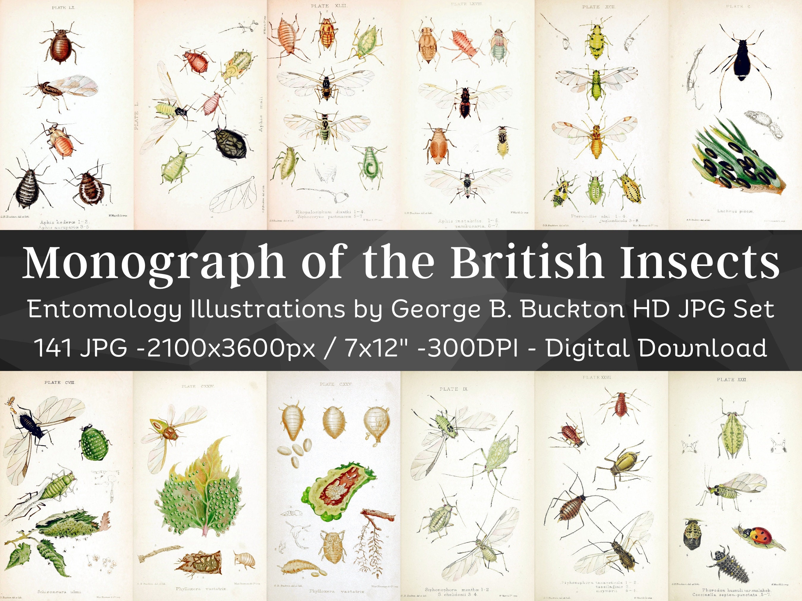 Monograph of the British Insects Entomology 141 HD Images| Bug Beetle Drawings| Nature Room Decoration Insect Decor Bugology Wall Art Bundle