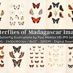 Butterflies of Madagascar Entomology Art 63 HD Images| Butterfly Drawings| Clipart Card Making Digital Paper Craft| Bugology Wall Art Bundle