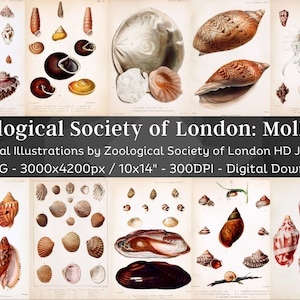 Può includere: Una collezione di 46 immagini digitali ad alta risoluzione di varie conchiglie di molluschi. Le immagini provengono dalla Zoological Society of London e presentano illustrazioni dettagliate di diversi tipi di conchiglie, tra cui lumache, vongole e ostriche. Ogni immagine è larga 3000 pixel e alta 4200 pixel e ha una risoluzione di 300 DPI.