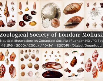 Könnte beinhalten: Eine Sammlung von 46 hochauflösenden digitalen Bildern verschiedener Mollusken-Schalen. Die Bilder stammen von der Zoological Society of London und zeigen detaillierte Illustrationen verschiedener Arten von Muscheln, darunter Schnecken, Muscheln und Austern. Jedes Bild ist 3000 Pixel breit und 4200 Pixel hoch und hat eine Auflösung von 300 DPI.