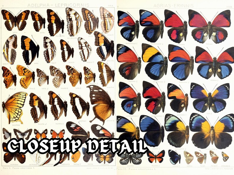 Insect Codex The Largest Butterflies on Earth 96 HD Images V5| Huge Vintage ...